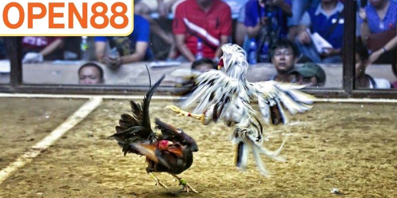 Chi tiết về hệ sinh thái đá gà Open88