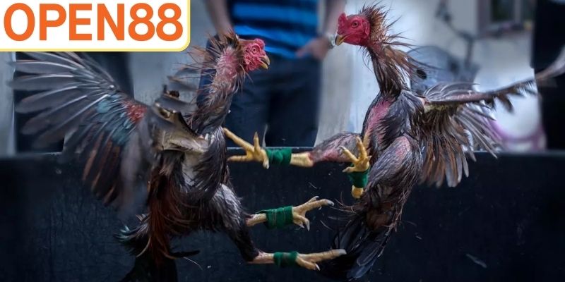 Đá gà tre cực hấp dẫn thu hút nhiều người tham gia