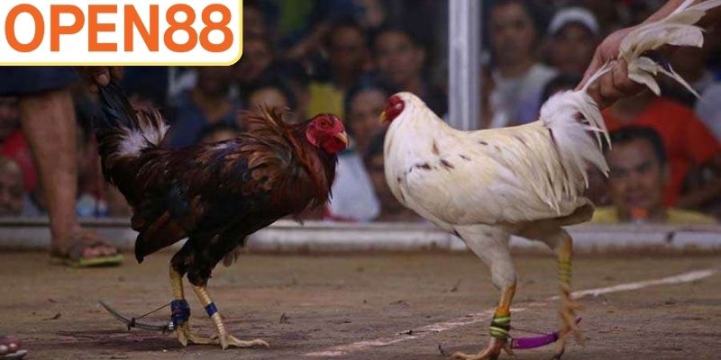 C1 trong đá gà là gì?