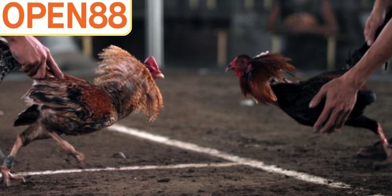 Những nhầm lẫn phổ biến của tân thủ tại Open88