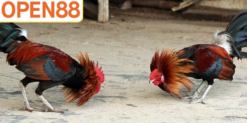 Kinh Nghiệm Chơi Gà Cựa Dao Hiệu Quả