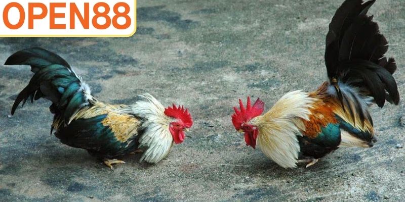 Luật Chơi Đá Gà Dạng Cựa Dao Cơ Bản