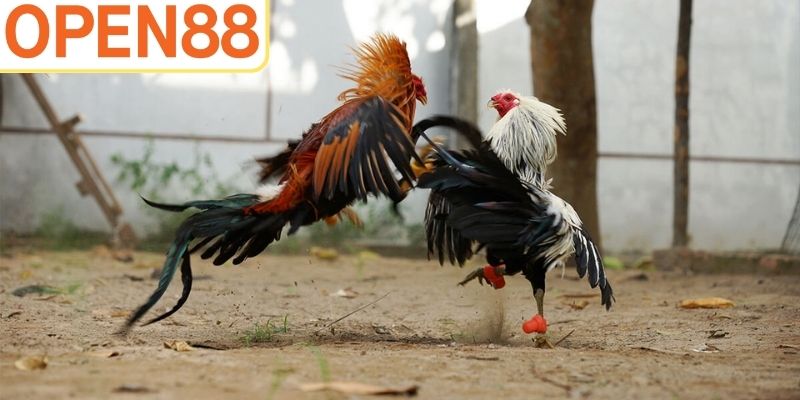 Điểm nổi bật giúp thu hút người chơi tại hệ sinh thái đá gà Open88