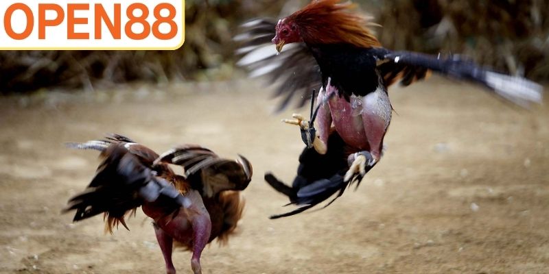 Giống gà được tin tưởng và lựa chọn trong loại hình cựa sắt