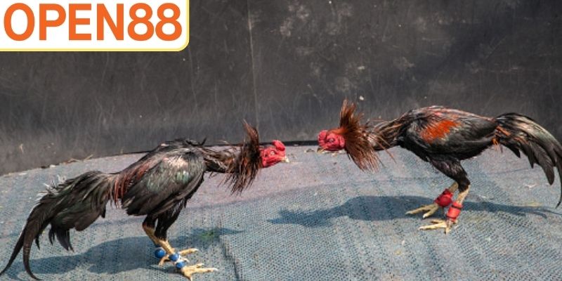 Tips khi tham gia đá gà cựa sắt tại Open88