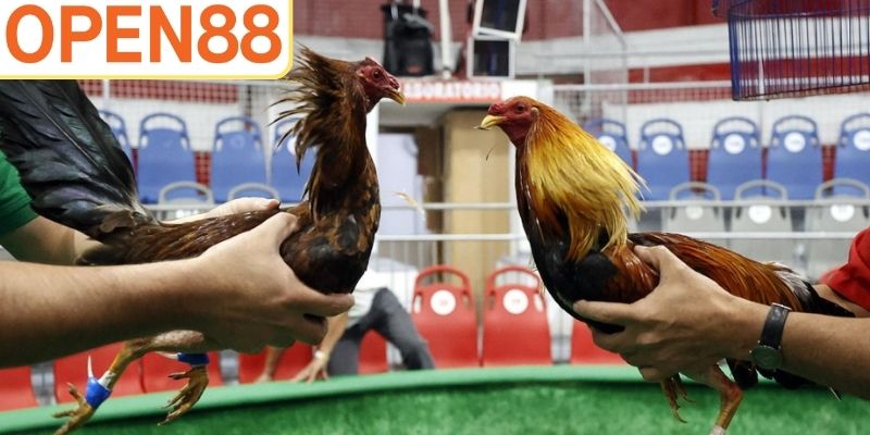 Đá gà đòn Open88 luôn sôi động, cuốn hút