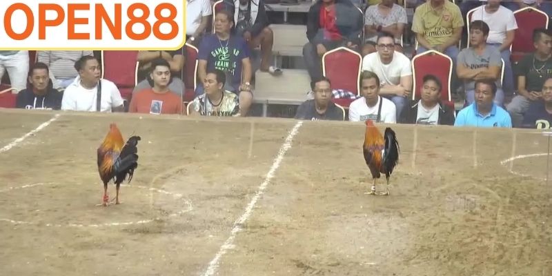 Bạn được tận hưởng những cuộc chiến mãn nhãn