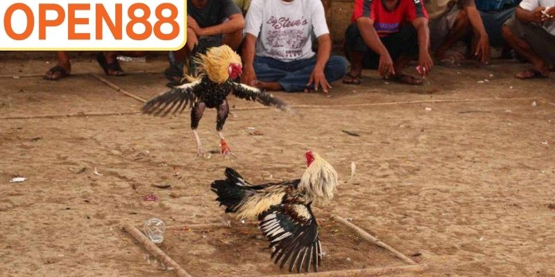 Câu hỏi thường gặp về đá gà Mỹ tại Open88