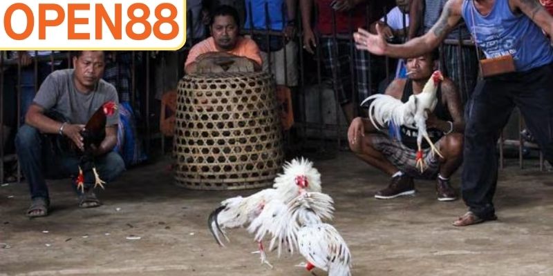 Gà tre Mỹ nổi tiếng với những miếng đánh ác liệt