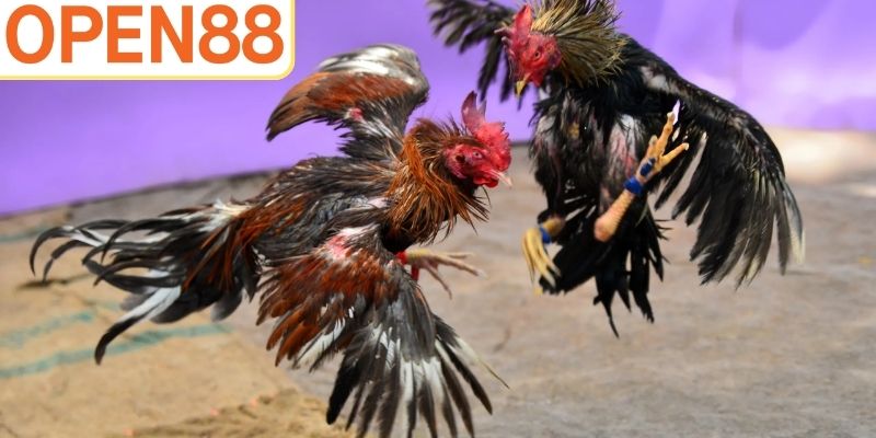 Nguồn gốc và khái niệm về đá gà Peru