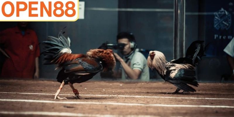 Đá gà Thomo mang đến cuộc chơi bùng nổ