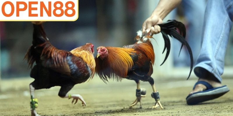 Chiến kê được đảm bảo công tâm về cân nặng