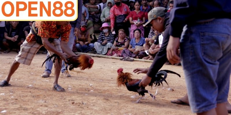 Đá gà trực tiếp SV368 tạo nên màn giao tranh mãn nhãn