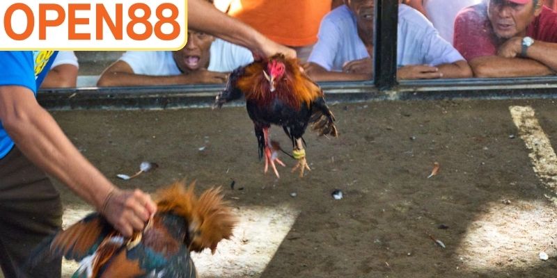 Nhà cái hiện đang cung cấp nhiều hình thức sống động