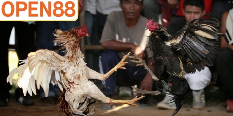 Tìm hiểu thông tin chủ kê là một mẹo cược đá gà hiệu quả