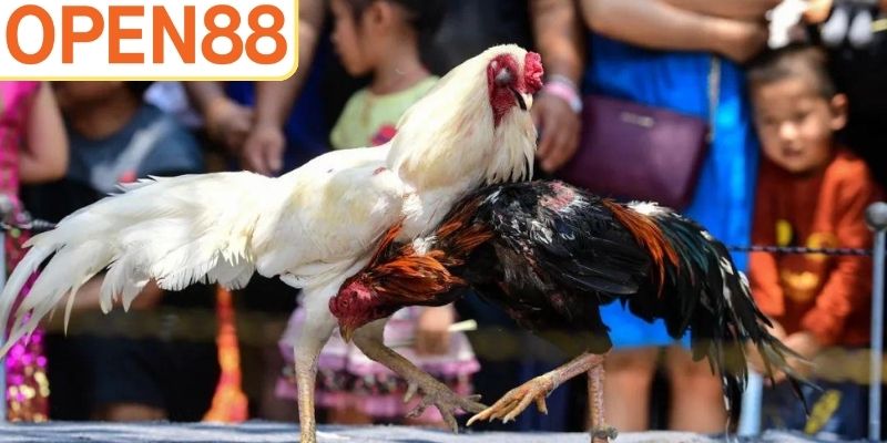 Tổng hợp mẹo cược đá gà bách chiến bách thắng